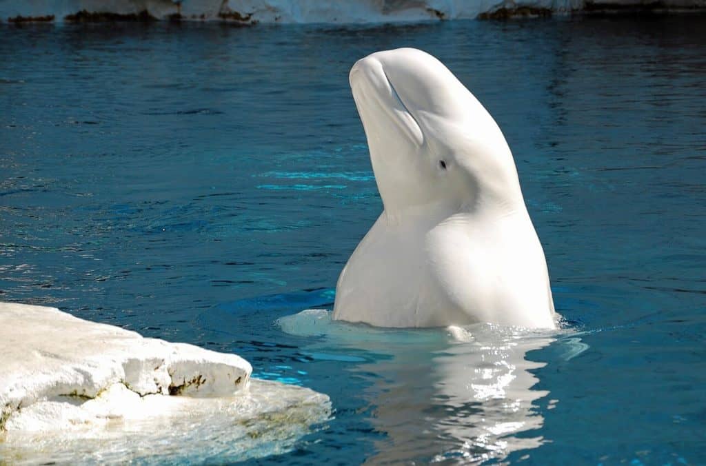 what is a beluga whale