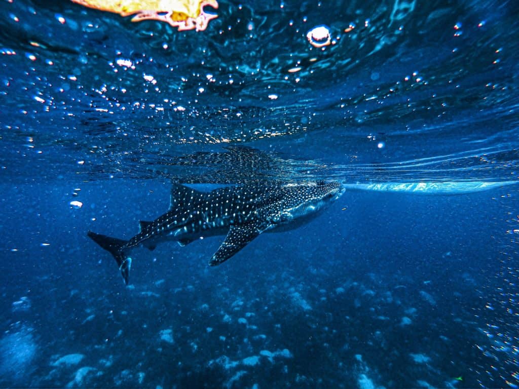 where are whale sharks found
