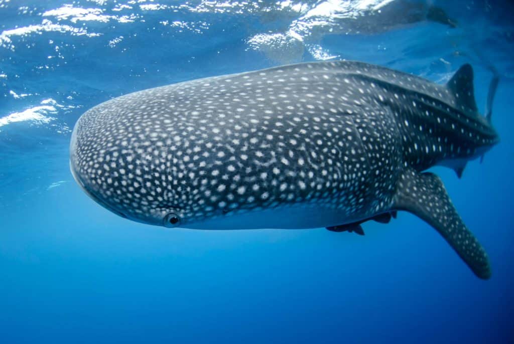 do whale sharks have gills