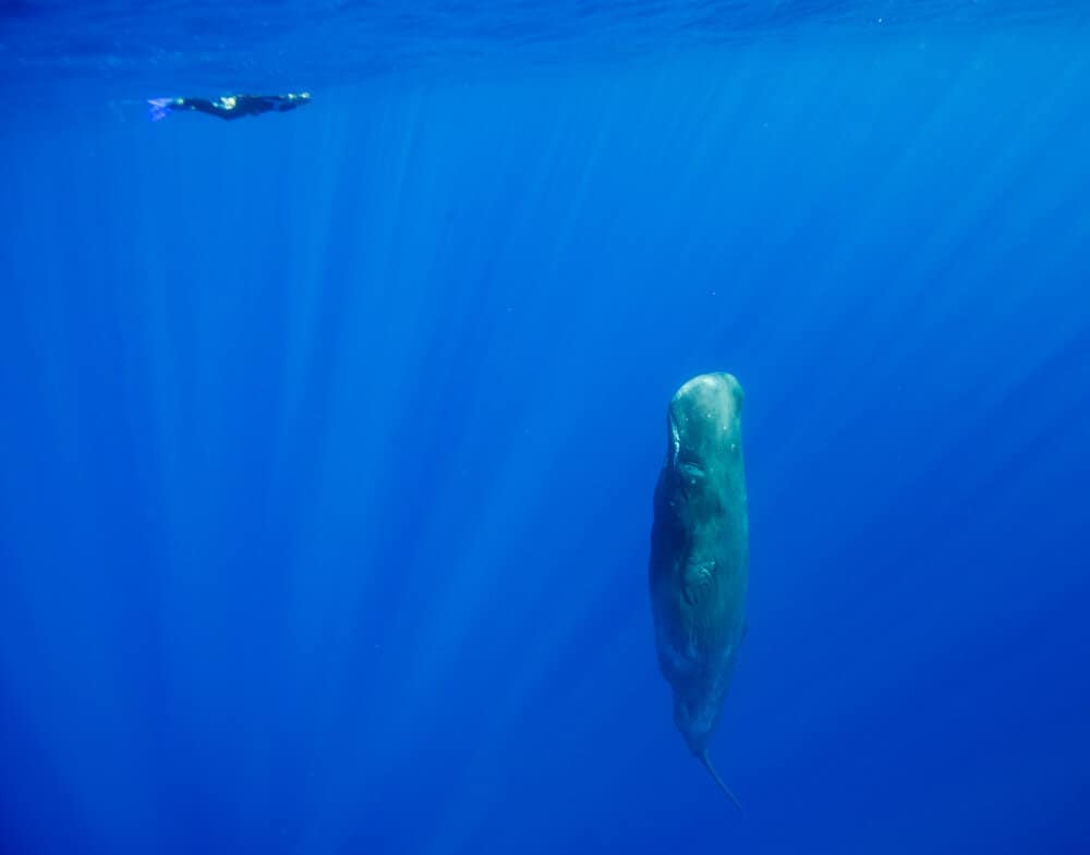 why do sperm whales sleep vertically