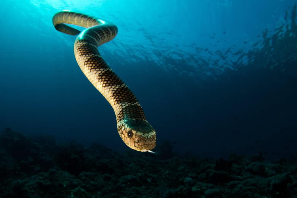 do sea snakes breathe air