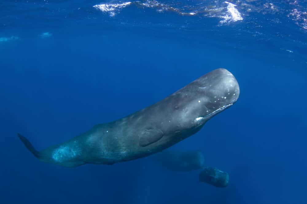 are sperm whales friendly