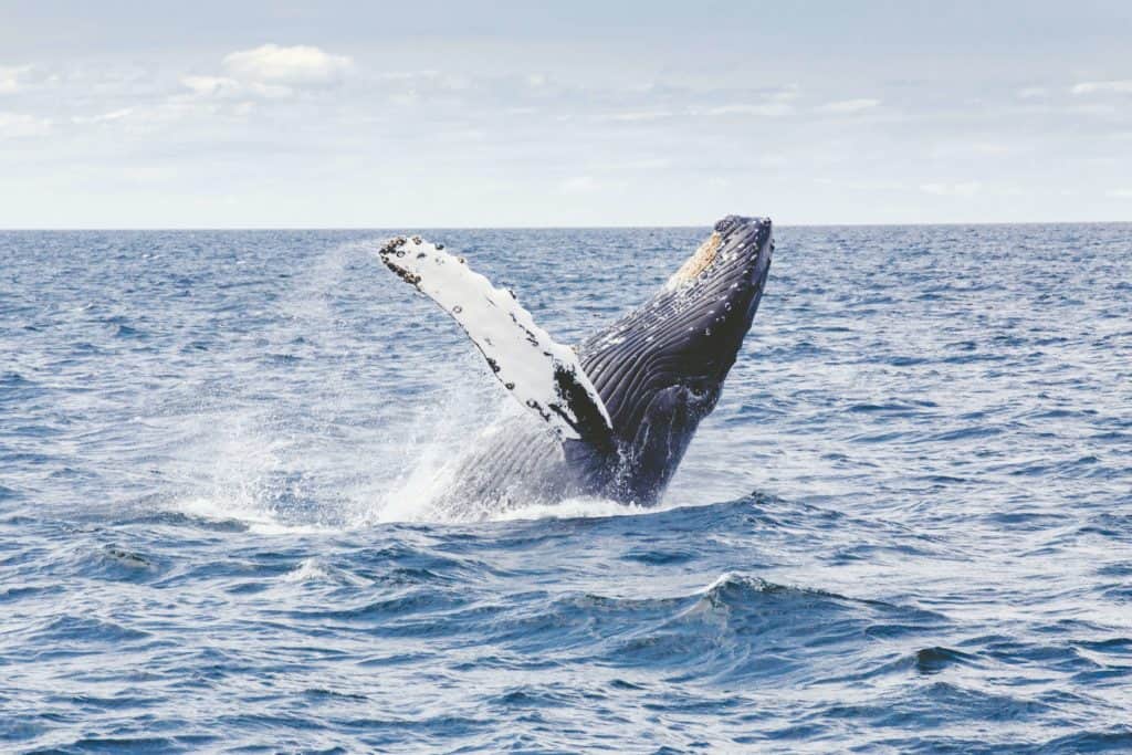 are humpback whales friendly