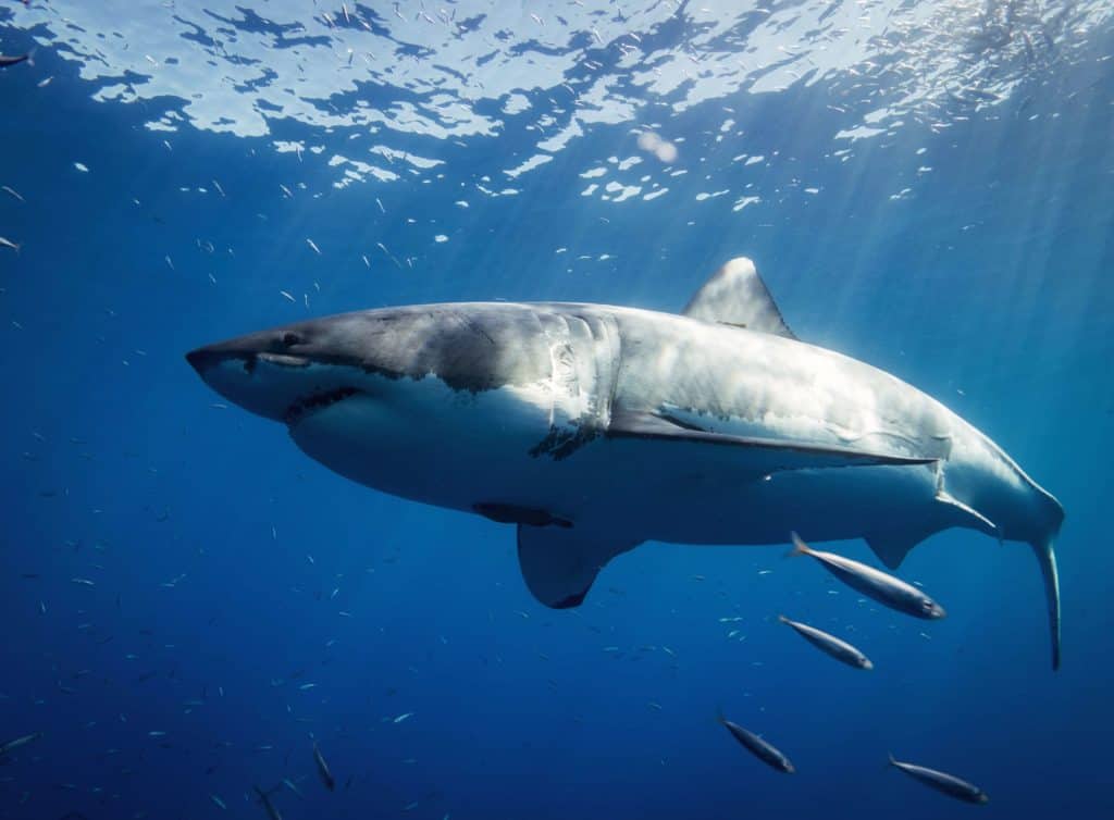 are great white sharks dangerous