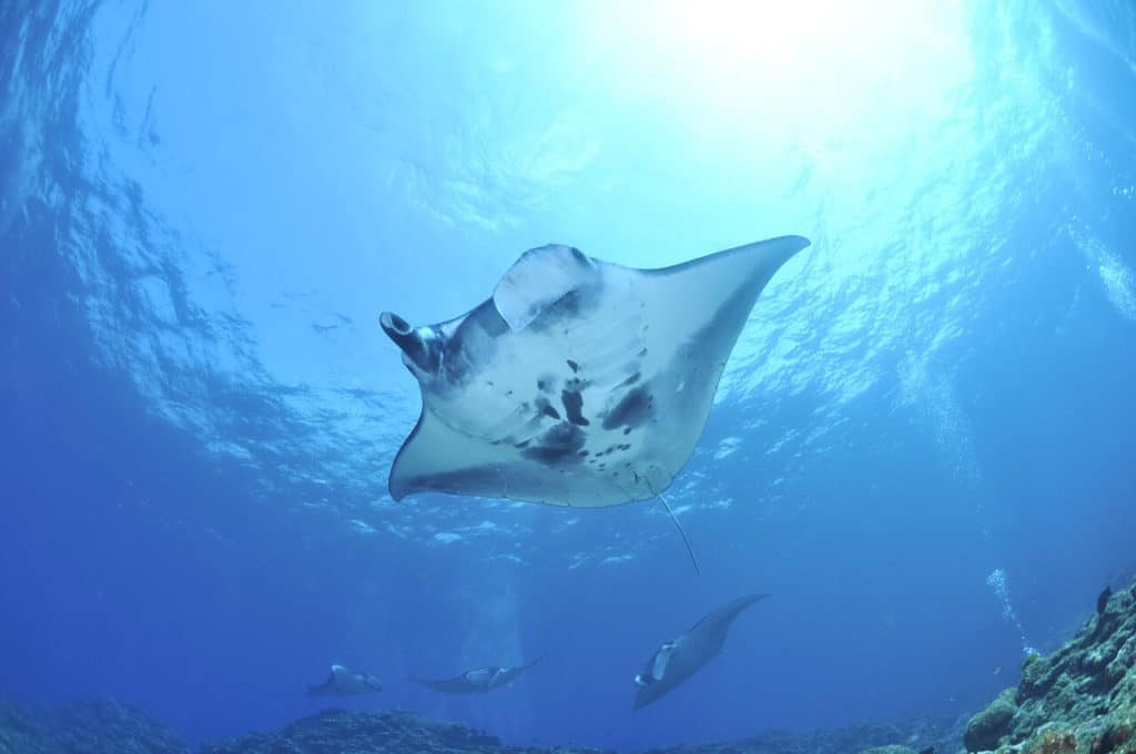 do manta rays have barbs