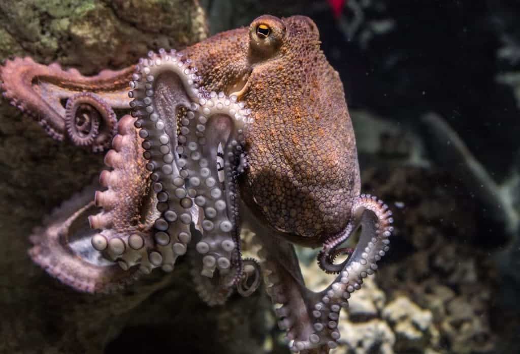 why do octopus die after mating
