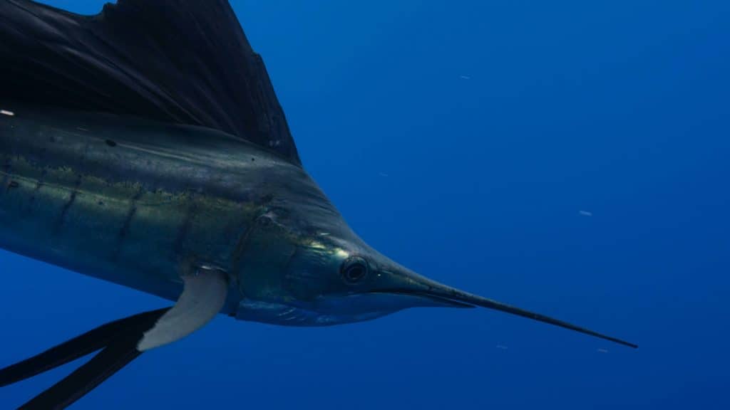 are swordfish dangerous