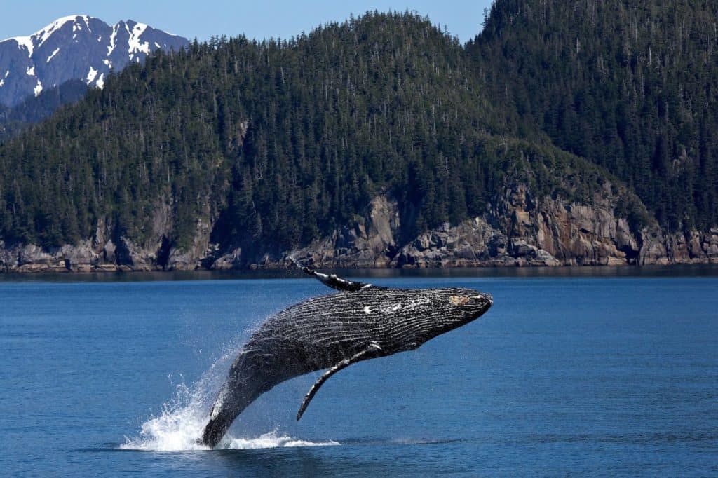 can whales live in freshwater
