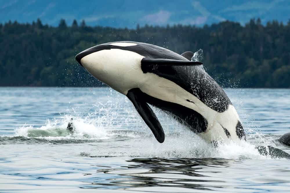 do orcas have predators