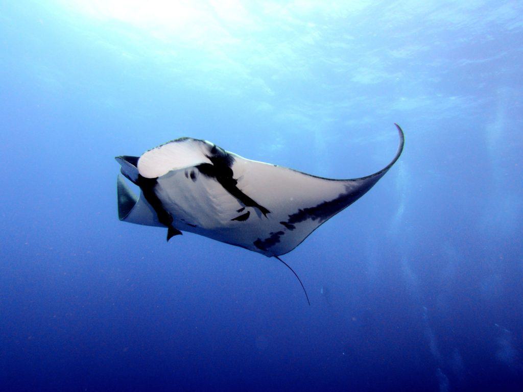 are manta rays friendly