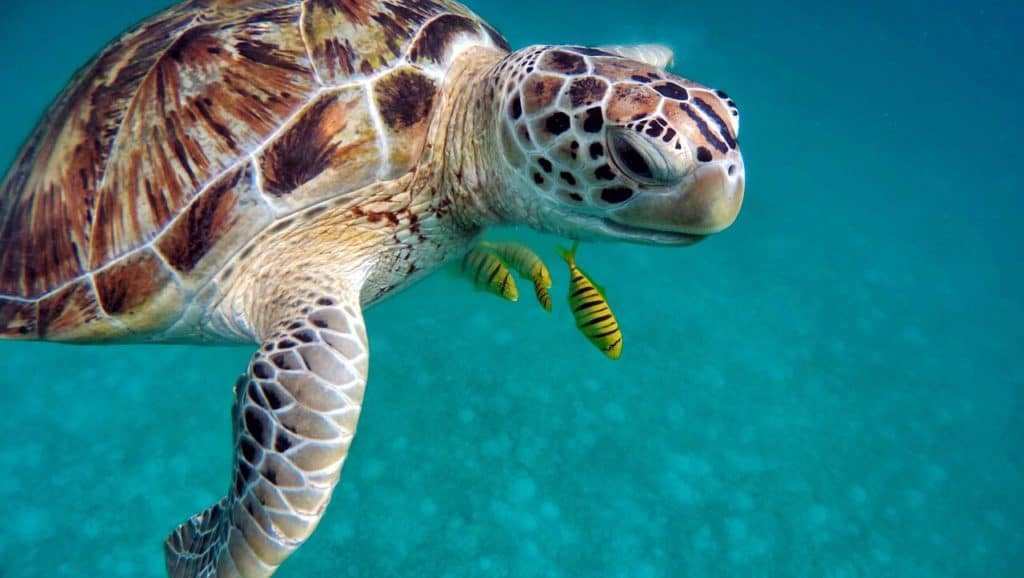 are sea turtles reptiles