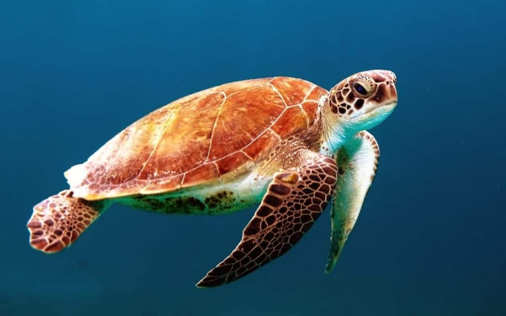 are sea turtles friendly