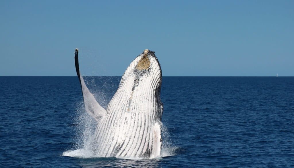 do humpback whales have predators