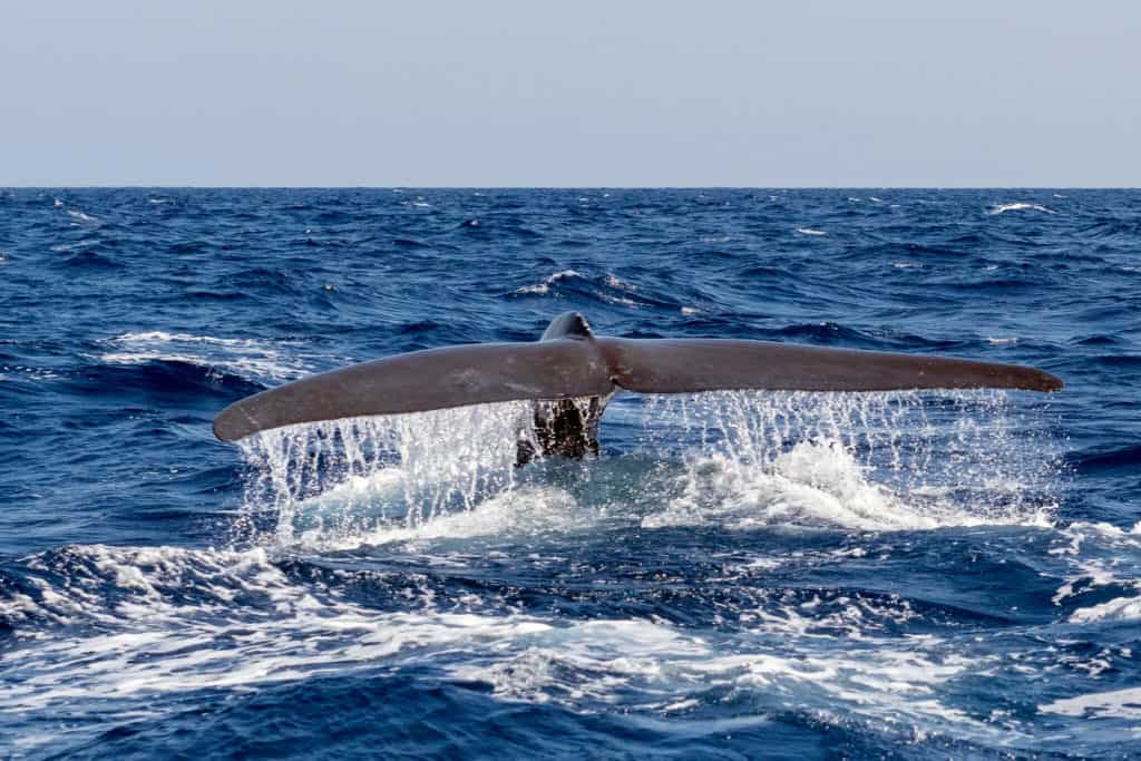 are blue whales mammals