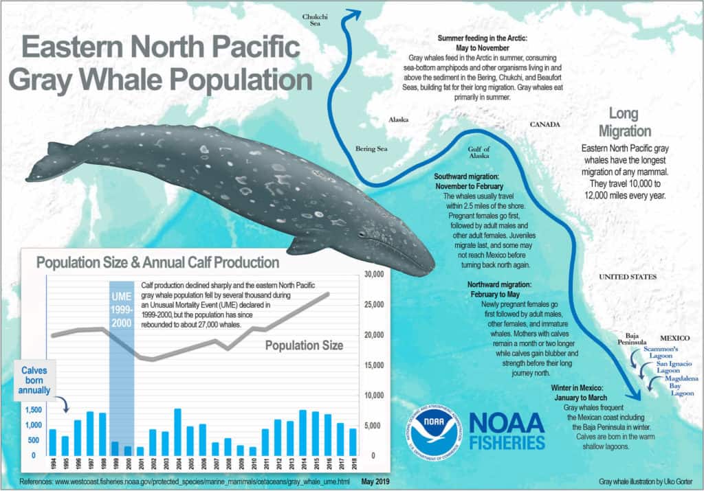 gray whale migration