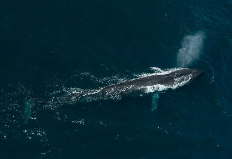 are blue whales friendly