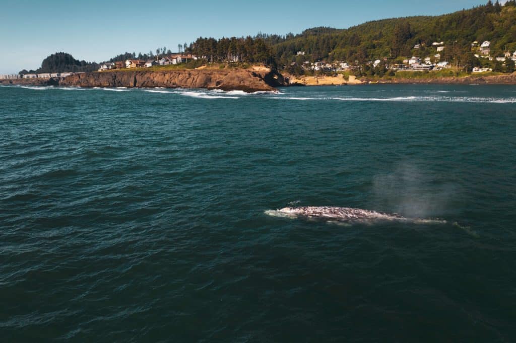 what do gray whales eat