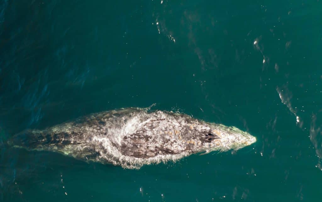 gray whale facts