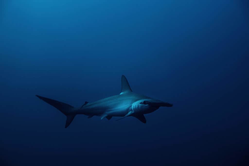are hammerhead sharks aggressive