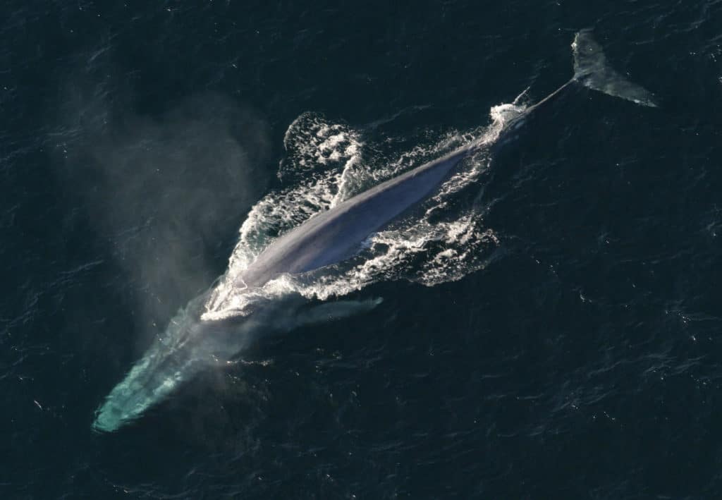 do blue whales have teeth