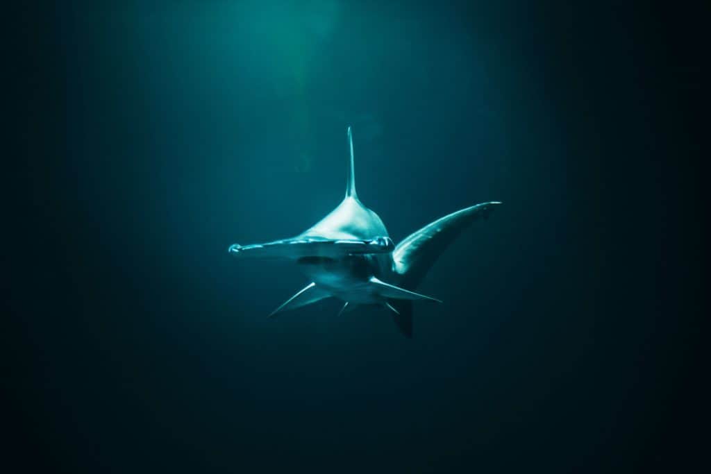 are hammerhead sharks dangerous