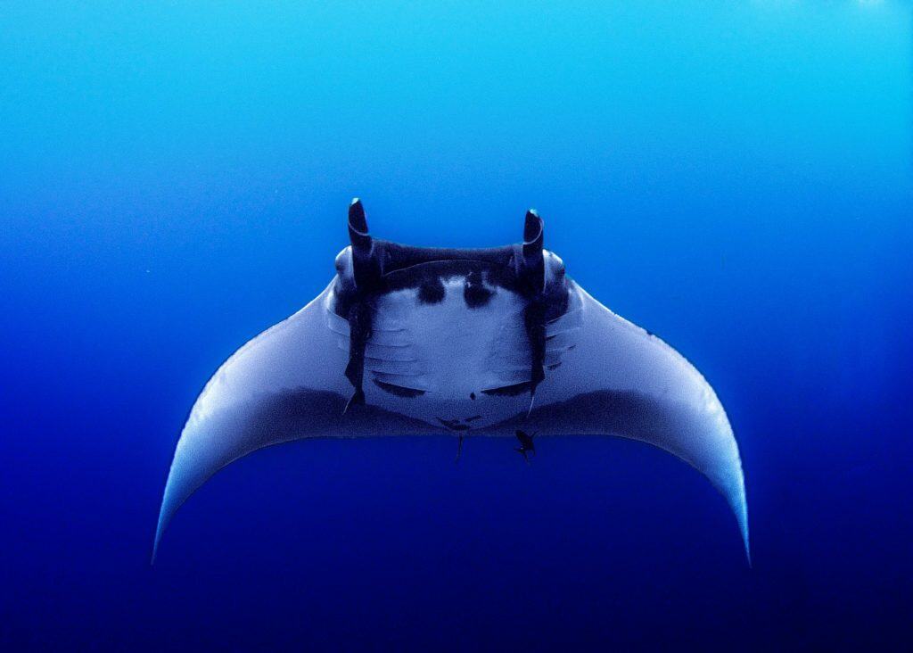 manta ray facts