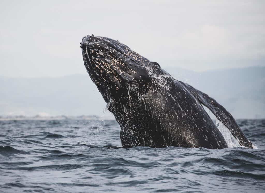 how big are gray whales