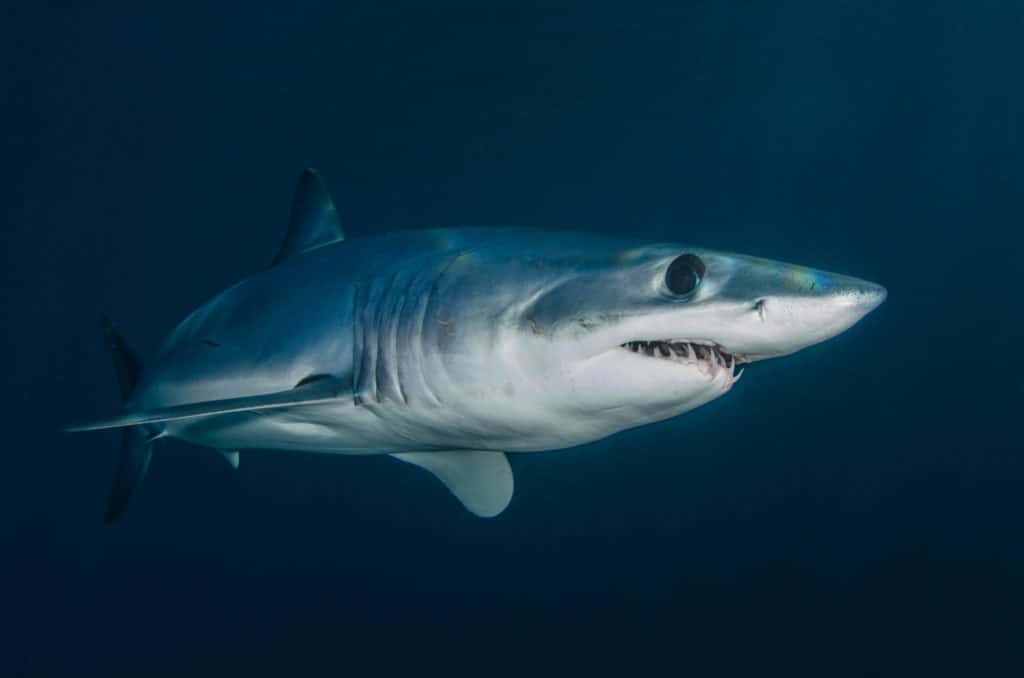 are mako sharks dangerous