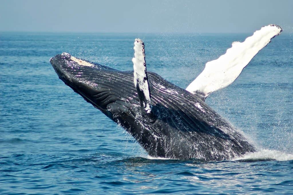 do humpback whales have teeth