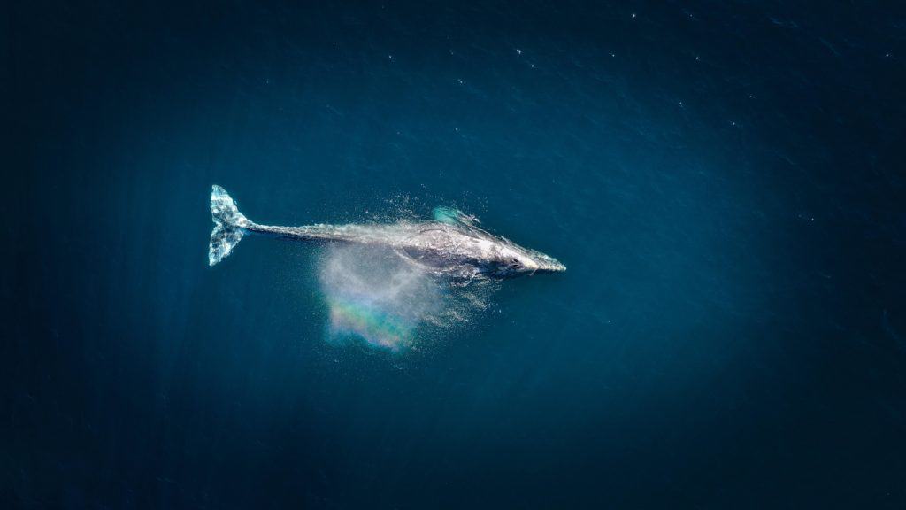 gray whale migration