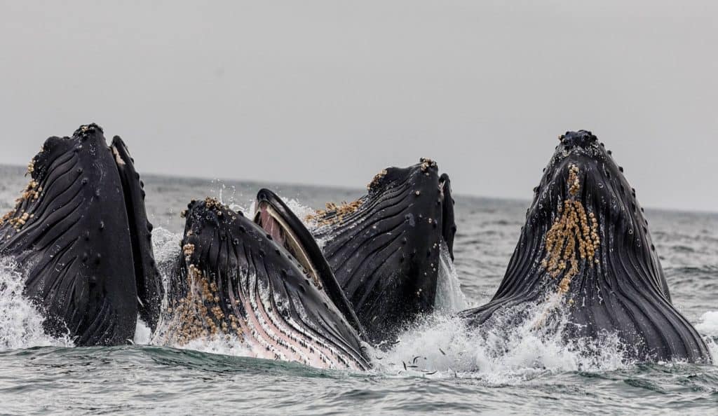 do humpback whales migrate?