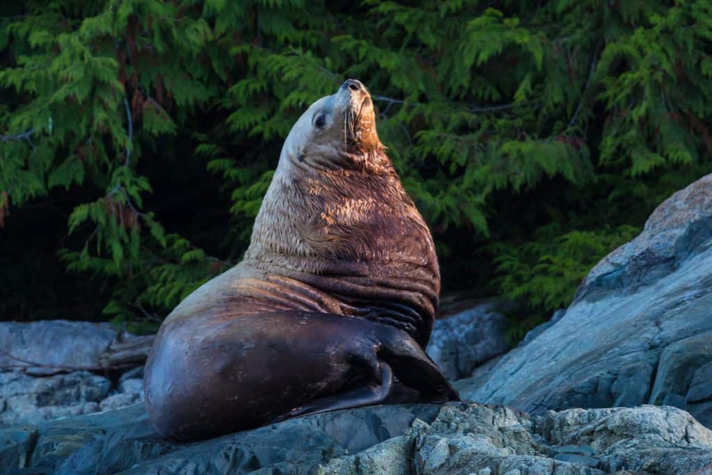 do sea lions eat seals
