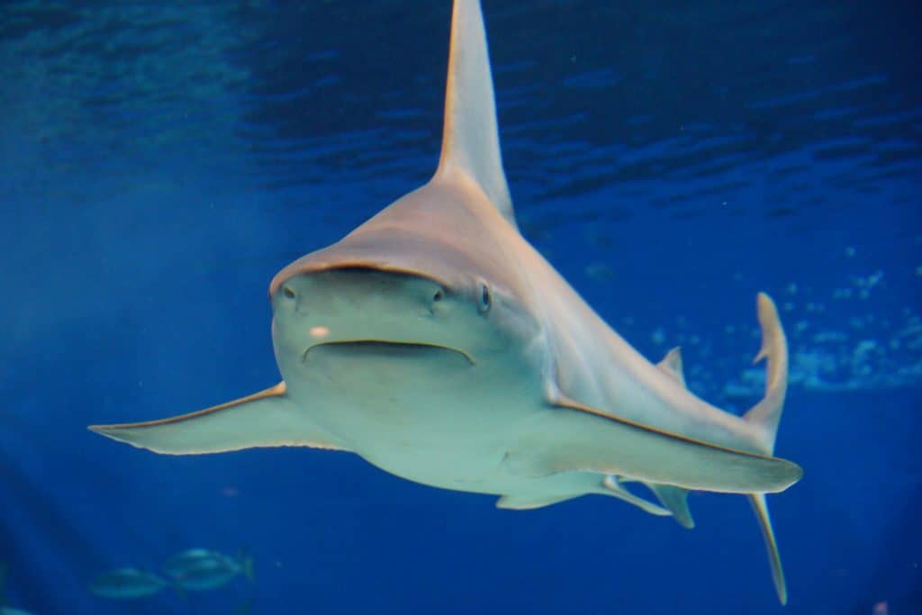 can bull sharks live in freshwater