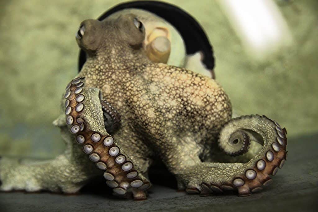 can octopus camouflage