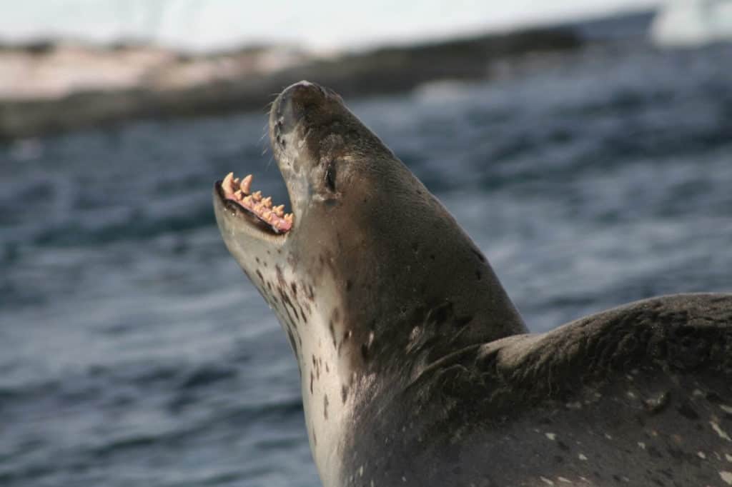 do leopard seals attack humans