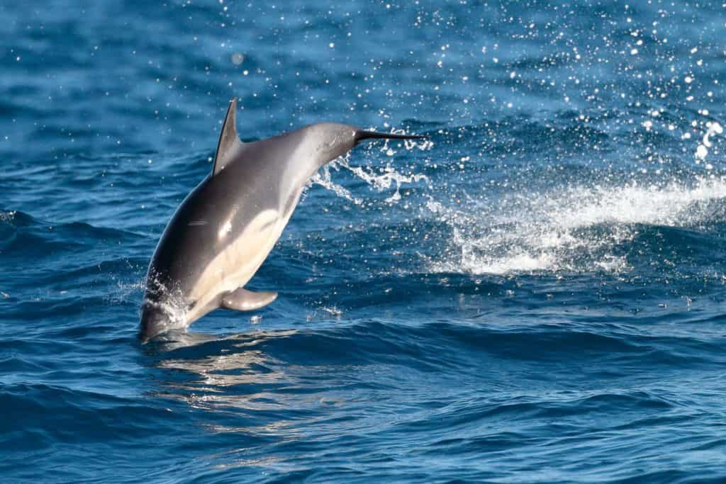 do dolphins have predators