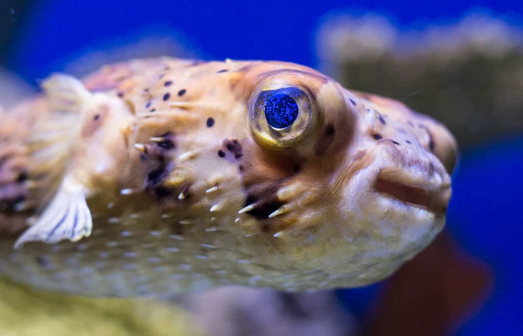 are pufferfish endangered