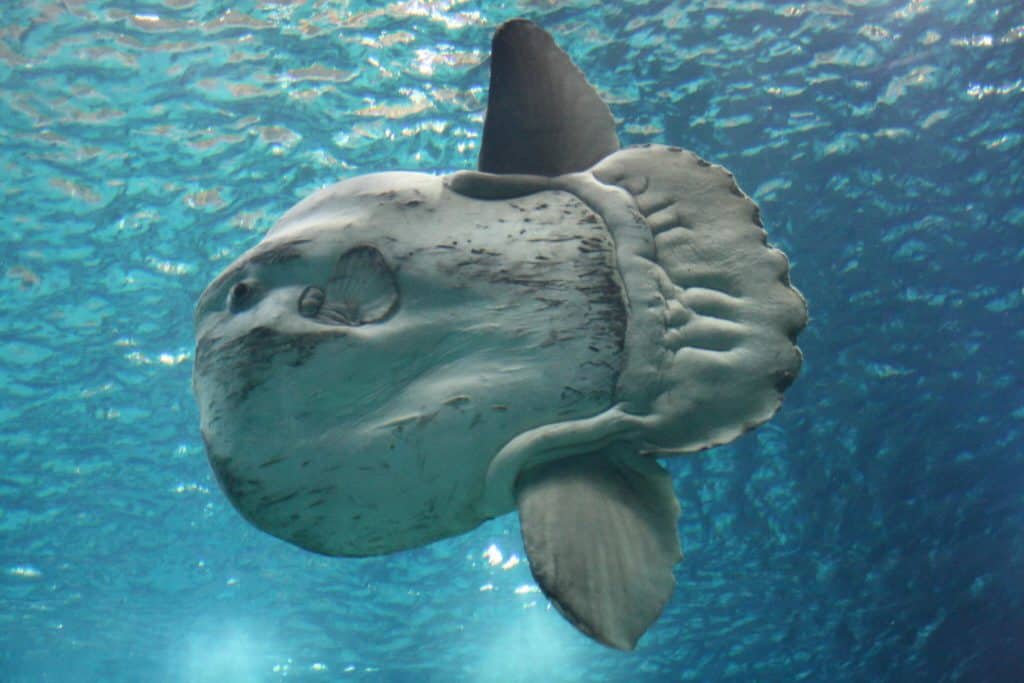 are sunfish endangered