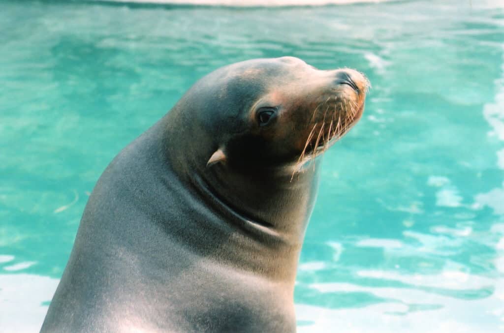 do sea lions have ears