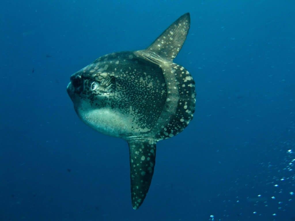 sunfish predators
