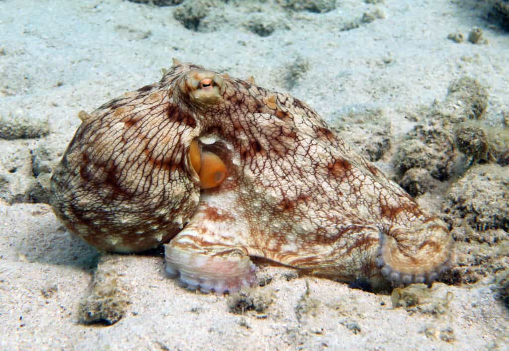 do octopuses have blue blood