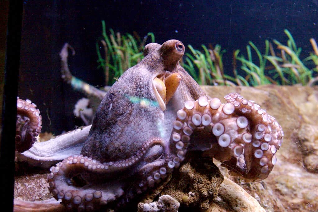 can octopus bite