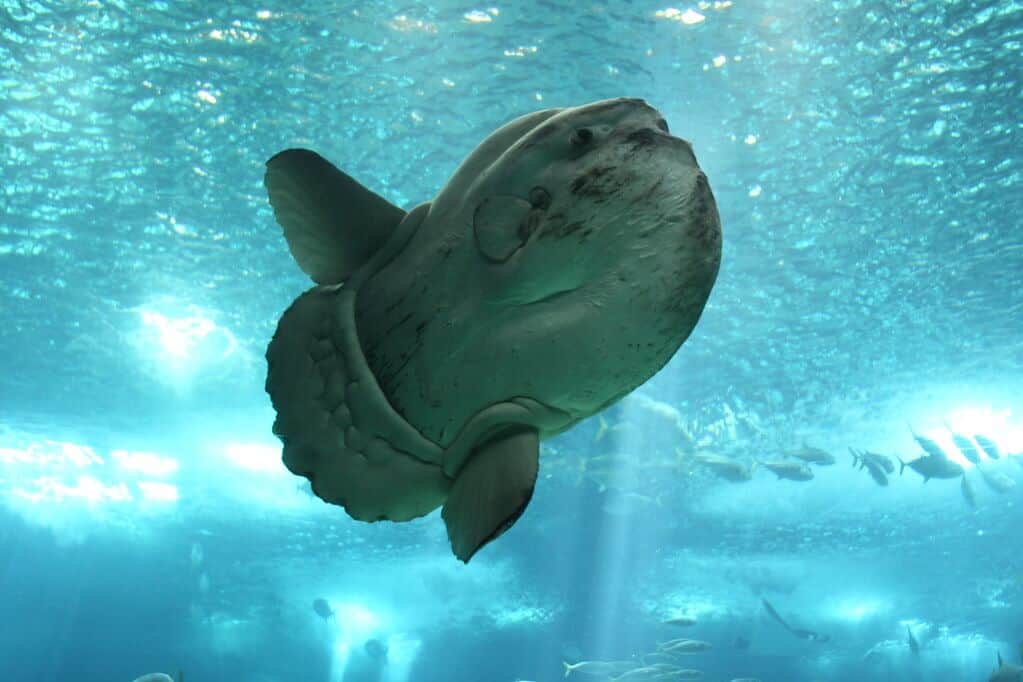 sunfish size