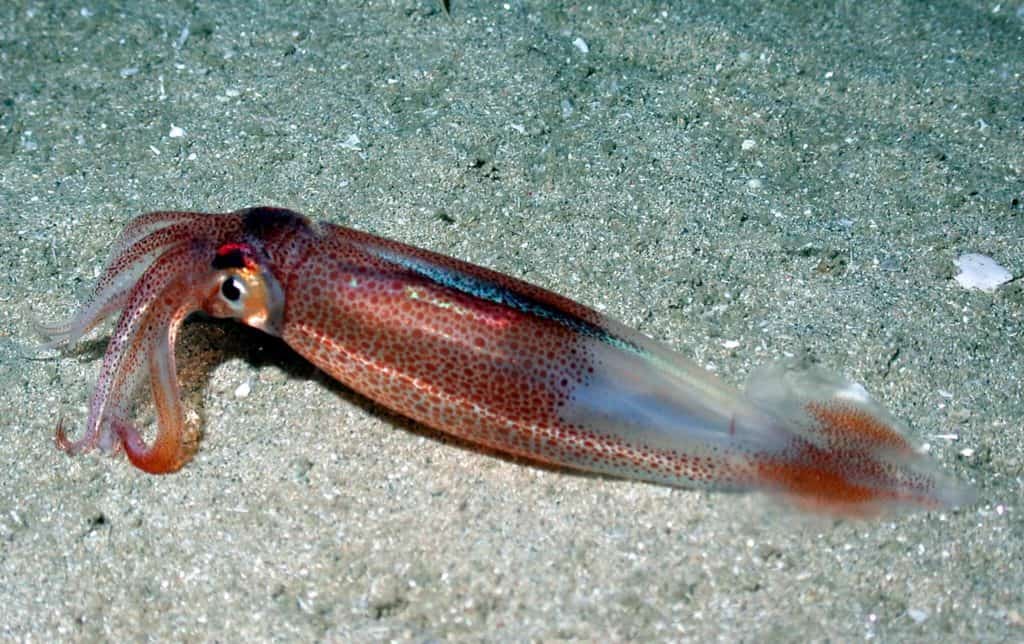 are squid dangerous