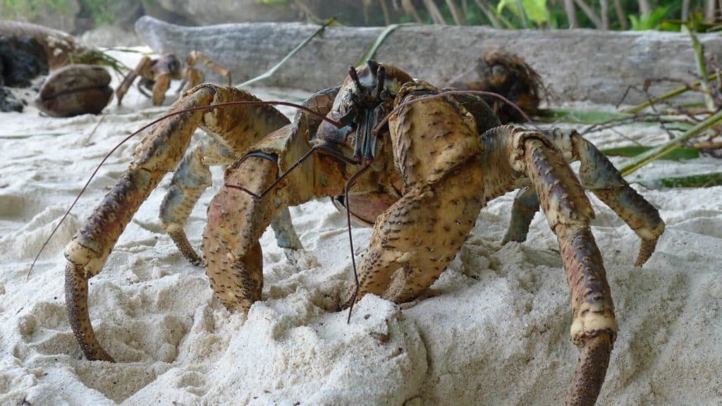 are crabs dangerous