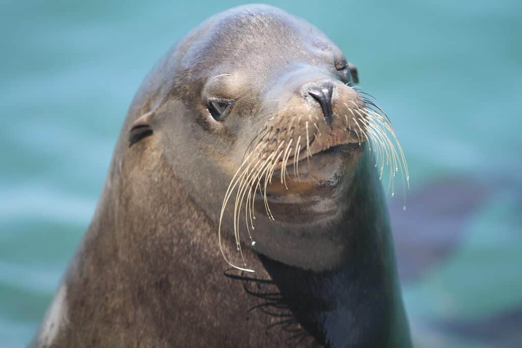 are sea lions friendly