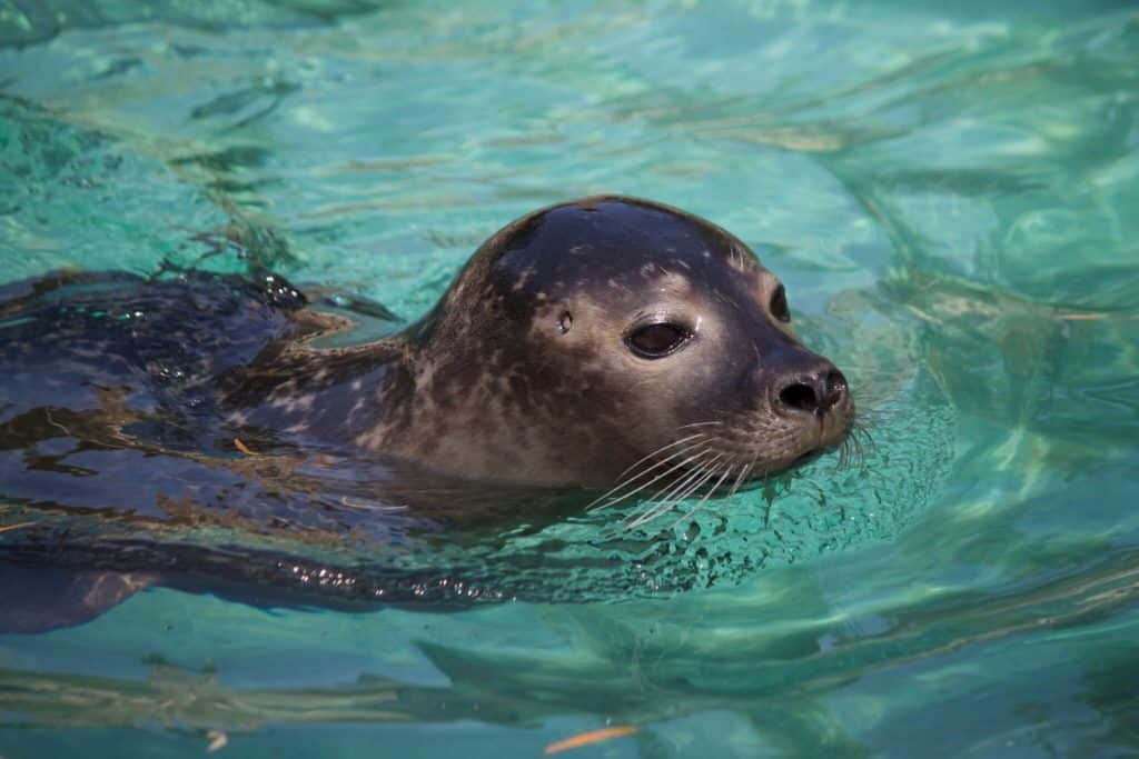 are seals endangered