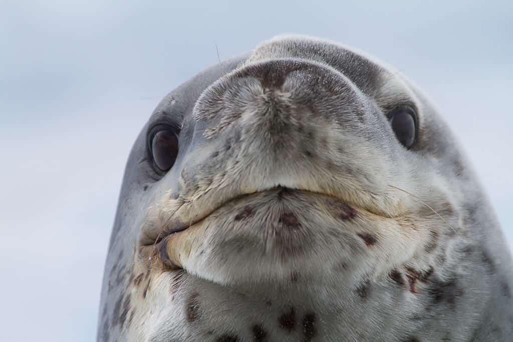are leopard seals dangerous