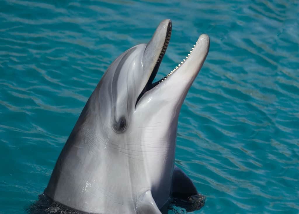 can dolphins kill humans