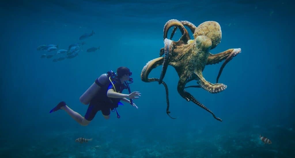 do octopus attack humans